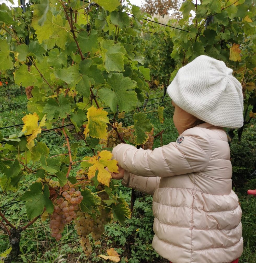 Activité à la vigne pour les enfants