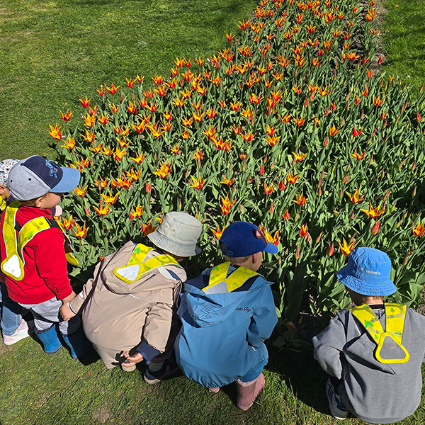 Tulipes0002
