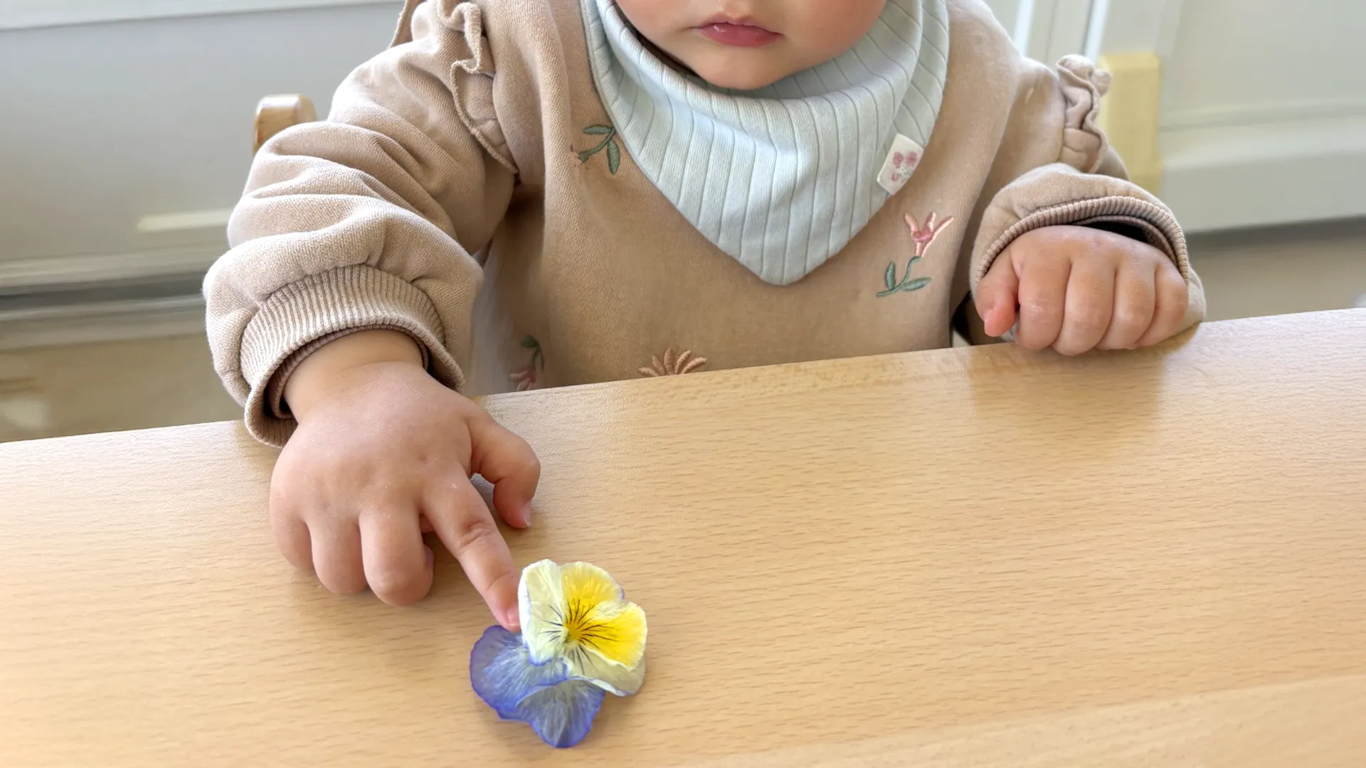 6 Sens Fleurs Comestibles 00b
