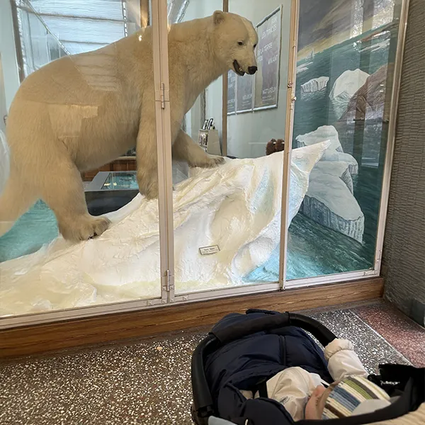 Sortie Musee Animaux Creche 6 Sens Saint Sulpice 02